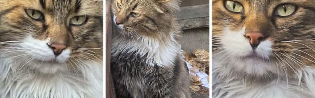 Udomljava se BRED PIT: Dugodlaki mačak sa zelenim očima živi na ulici i spava na drvetu u Beogradu