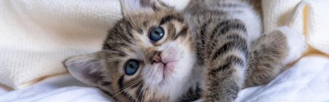 Najmirnija rasa mačaka: Tiha, nežna i nenametljiva - idealna za stan (FOTO)
