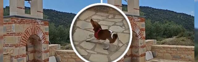 Krit ima preslatkog "PAStora": Parohijani oduševljeni, "on je najposvećeniji član"