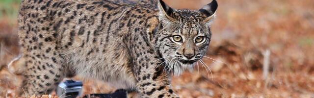 U Srbiji ih ima svega nekoliko jedinki: Šta je balkanski ris?