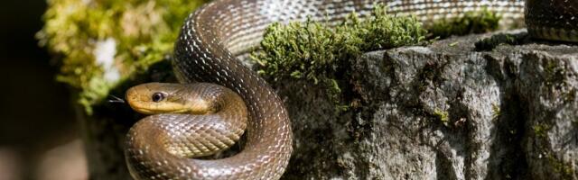 Imate najezdu zmija u dvorištu? Ako OVO stavite, bežaće glavom bez obzira, to svi imamo u kući