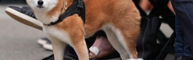 Više nije samo za ljude: adidas lansirao kolekciju za pse i mačke