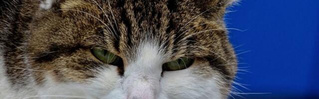 Mačka vas ignoriše posle kupanja ili veterinara: Ne brinite, nije uvređena, izbegava vas iz OVIH RAZLOGA