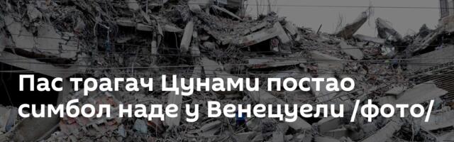 Пас трагач Цунами постао симбол наде у Венецуели /фото/
