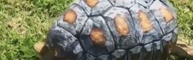 Jedini poznat mužjak ugrožene kornjače dobio ženku