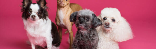 DA LI BISTE KLONIRALI SVOG LJUBIMCA? Kontroverzna praksa postala sve zastupljenija, a sada je otkriveno i koliko košta!