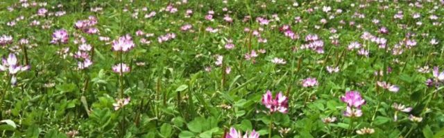 TAJANSTVENA BILJKA KOJU NAZIVAJU CVETOM BESMRTNOSTI! Hitler je po nju u Rusiju poslao TAJNU EKSPEDICIJU!