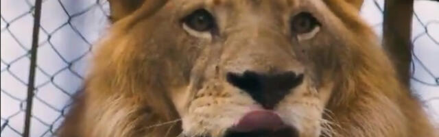 Hvalio se da drži lava i medvedicu kao kućne ljubimce: Policija spasila divlje životinje u Albaniji