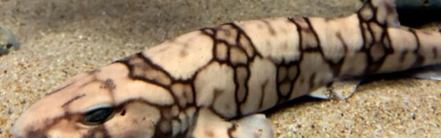 VIDEO: Upoznajte malu ajkulu koja svetli u mraku