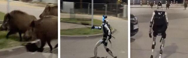 Robot juri krdo svinja u Poljskoj: Snimak izazvao nevericu, čak se i "teturao pijan"