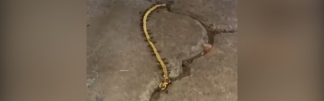 Mravi DIGLI  zlatnu narukvicu: Ukućani ne veruju (VIDEO)