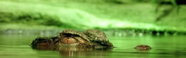 (VIDEO) ZASTRAŠUJUĆI TRENUTAK uhvaćan kamerom - KROKODIL umalo PROGUTAO voditeljku!