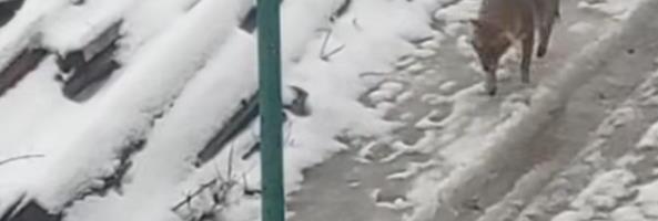 POJAVIO SE ZASTRAŠUJUĆ SNIMAK IZ SELA U SRBIJI Zver luta ulicama, čovek u neverici snima: "Najveće zlo! Glad ga naterala da dođe" (VIDEO)