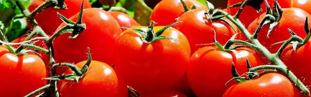 Naučnici napravili paradajz sa aromom kokica