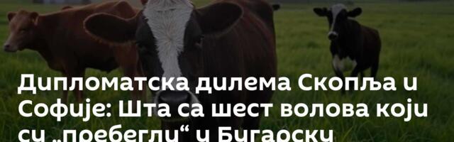 Дипломатска дилема Скопља и Софије: Шта са шест волова који су „пребегли“ у Бугарску
