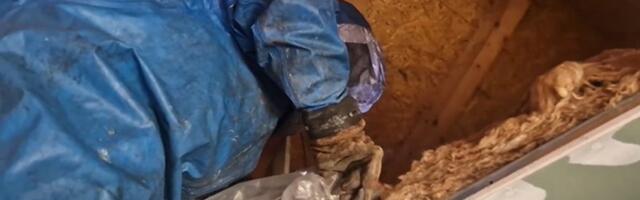 Zmije su prošlost, ovo je pravi horor: Snimljena neverovatna akcija Vladice Stankovića od koje zastaje dah!