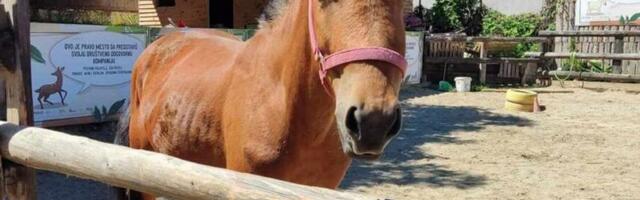 Kobila Aurelija trajno oduzeta Vlasotinčaninu koji je zlostavljao, njen novi dom u Salcburgu