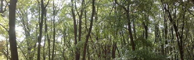 "Košutnjak ostaje" upozorava: Nelegalna perionica automobila niče u srcu Košutnjaka