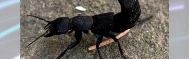 Pojavila se strašna buba koja jede zmije i leševe! Nazivaju je i đavoljom a evo koliko je opasna po ljude -alergijske reakcije su veoma česte