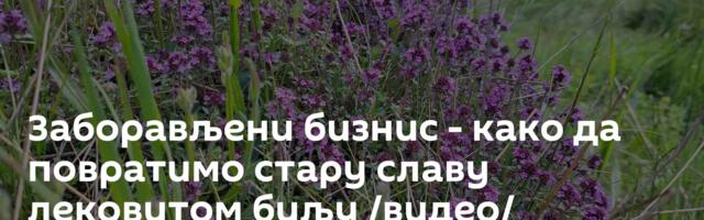 Заборављени бизнис - како да повратимо стару славу лековитом биљу /видео/