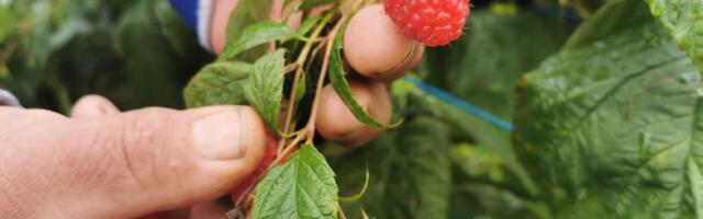 "Crveno zlato" iz Karoševine: Radivoje ne staje od posla, sezonski radovi u malinjaku u punom jeku