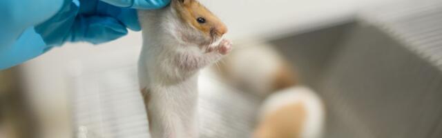 Naučnici priznali: ŽIVOTINJE PATE U IME PROGRESA, rezultati testova često neprimenjivi na ljudima