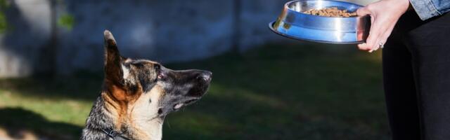 Kako da naučite psa da ne jede hranu napolju