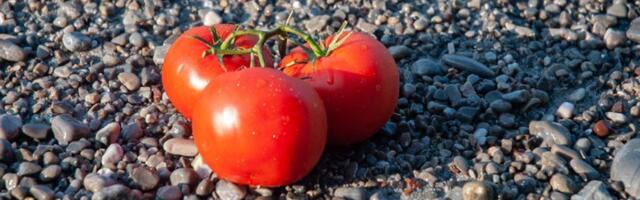 Zalijte paradajz i krastavac ovim rastvorom i rađaće do besvesti! Baštovanski trik zlata vredan