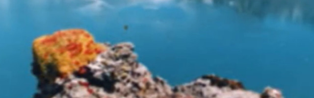 Misteriozna zver snimljena na jezeru Tijanči (VIDEO)