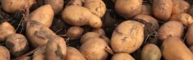 Kako sprečiti krompir da proklija? Ovaj metod koristili su naši stari, a sve što vam je potrebno jeste jedna voćka