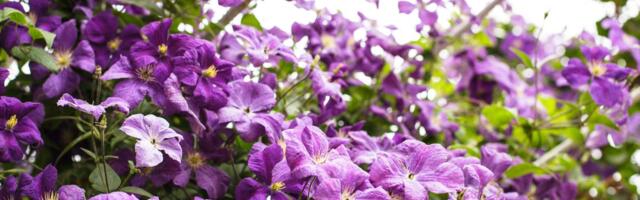 Ove biljke se same penju i rastu: Bašta će vam izgledati kao iz filma, bez mnogo truda