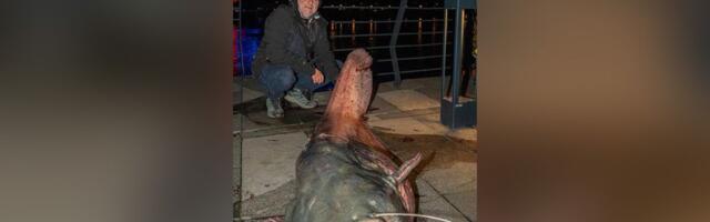 Radovan iz Save u Beogradu izvukao GRDOSIJU: Ulovio kapitalca teškog 100 kila, ovakvu neman još niste videli