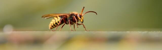 Ženu ujeo stršljen dok je skupljala veš, umalo stradala