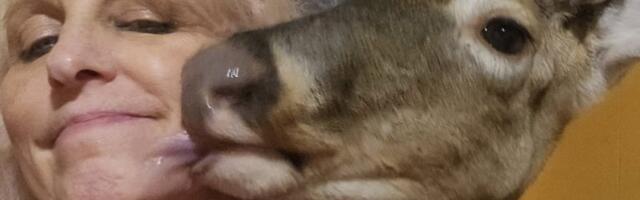 ŠOKANTAN KRAJ DOBROTE: Hranila jelena da je bolje ubije - zet zatekao taštu u kandžama razjarene životinje!