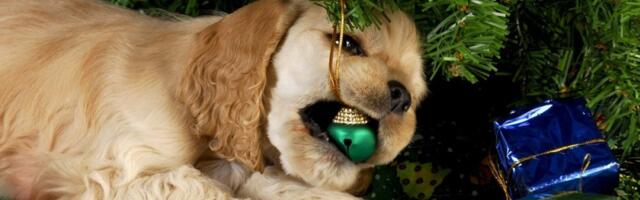 Snimak psa raznežio milione: Jelka je ipak najzabavnija igračka (VIDEO)