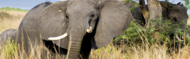 SLON UBIO TURISTU! Muškarac vežbao pored šatora, a onda ga je s leđa pregazio džin