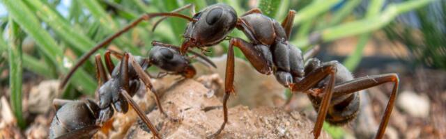 POSLEDNJI KORAK U EVOLUCIJI Tajanstvena vrsta zapanjila naučnike: Ovo nikada nisu videli kod mrava!