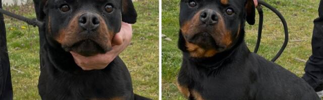 Lepa kao lutka i spremna za novi dom: Zara, mešanac rotvajlera iz Novog Sada, traži porodicu