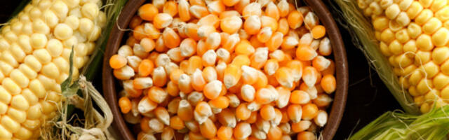 Слаба тражња за кукурузом на Продуктној берзи