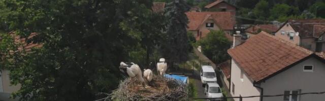 Ovi gosti nisu dosadni: Meštani čačanskog mesta Beljina su presrećni