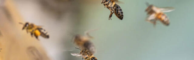 Велики рој пчела у тржном центру у граду Нетивоту на југу Израела