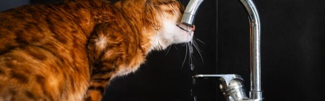Zašto mačke piju vodu direktno sa slavine?