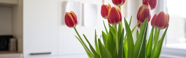 OŽIVITE klonule LALE preko noći: Uz pomoć OVOG trika najlepše prolećno cveće biće sveže i do 12 dana