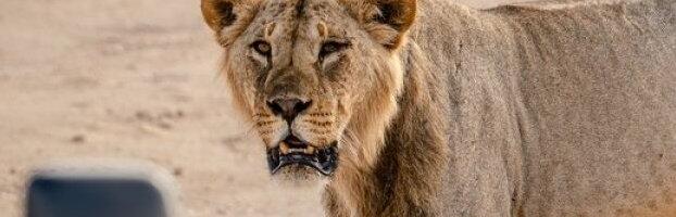 (UZNEMIRUJUĆI VIDEO) Lavica rastrgla mladića pred užasnutim porodicama - dečko od ranije poznat policiji zbog svoje opsesije velikim mačkama