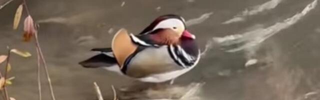 Neverovatna scena u centru Novog Pazara: Gređeni ugledali životinju koja ne živi na ovim prostorima! (VIDEO)