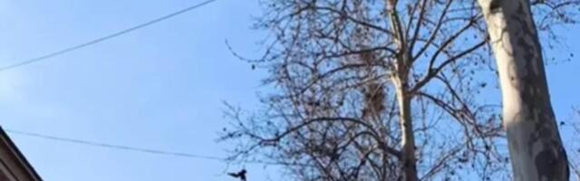 PRIZOR IZ KRAGUJEVCA KOJI LEDI KRV U ŽILAMA! Građane preplašilo ono što visi sa drveća: Svi se pitaju ZAŠTO!? VIDEO