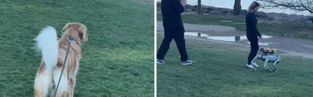 Zlatni retriver iz Toronta prvi put video robotskog psa: "Ovaj će mi uzeti posao", hit reakcija sa snimka