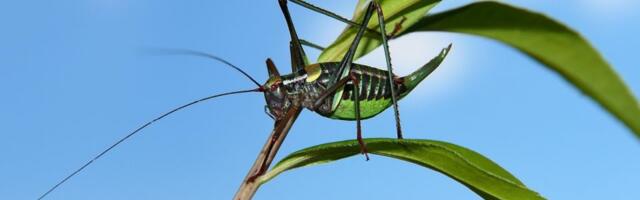 Cvrčci koji su jeli mikroplastiku porasli 25 puta za kratak period