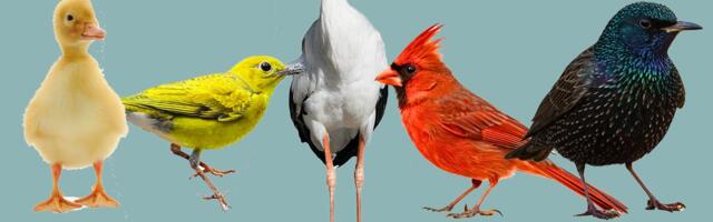 Jedna ptica otkriva kakva si osoba: Test ličnosti koji je zaludeo internet