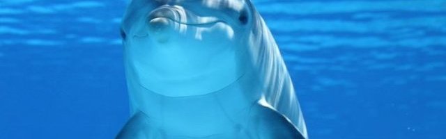 IMALA SAM SE*S SA DELFINOM! Šokantno priznanje žene koja je učestvovala u eksperimntu koji je finansirala NASA! (VIDEO)